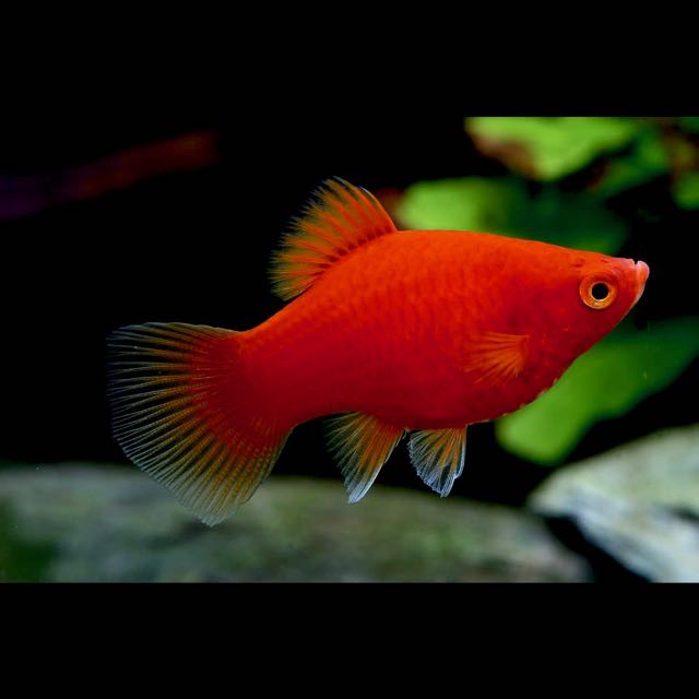 Xiph.maculatus   Platy koraal L